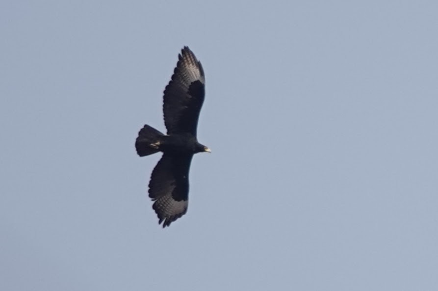 Verreaux's Eagle - ML642963651