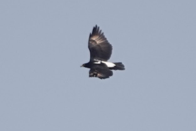 Verreaux's Eagle - ML642963652