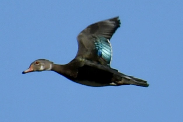 Wood Duck - ML642963653