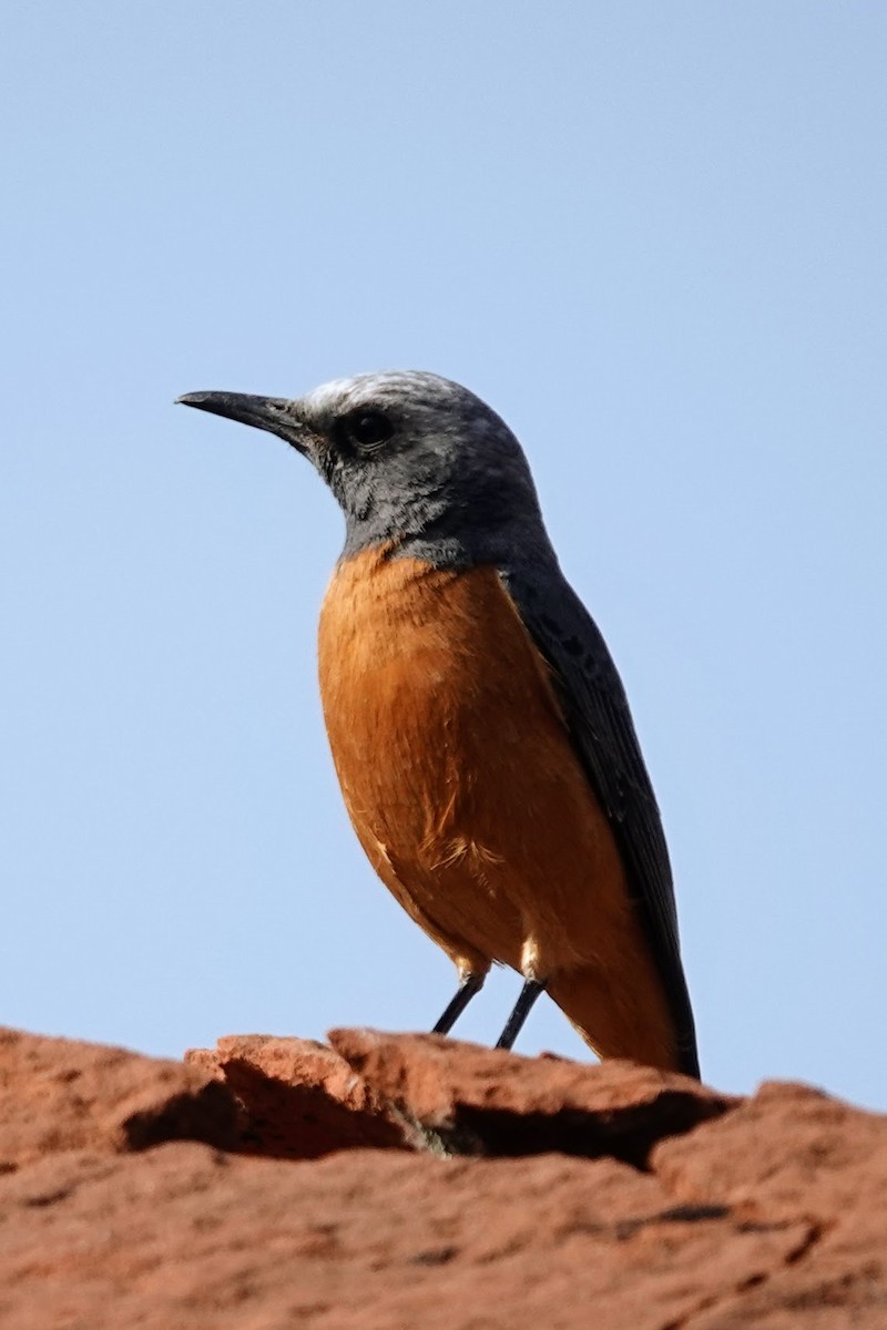 Short-toed Rock-Thrush - ML642963655