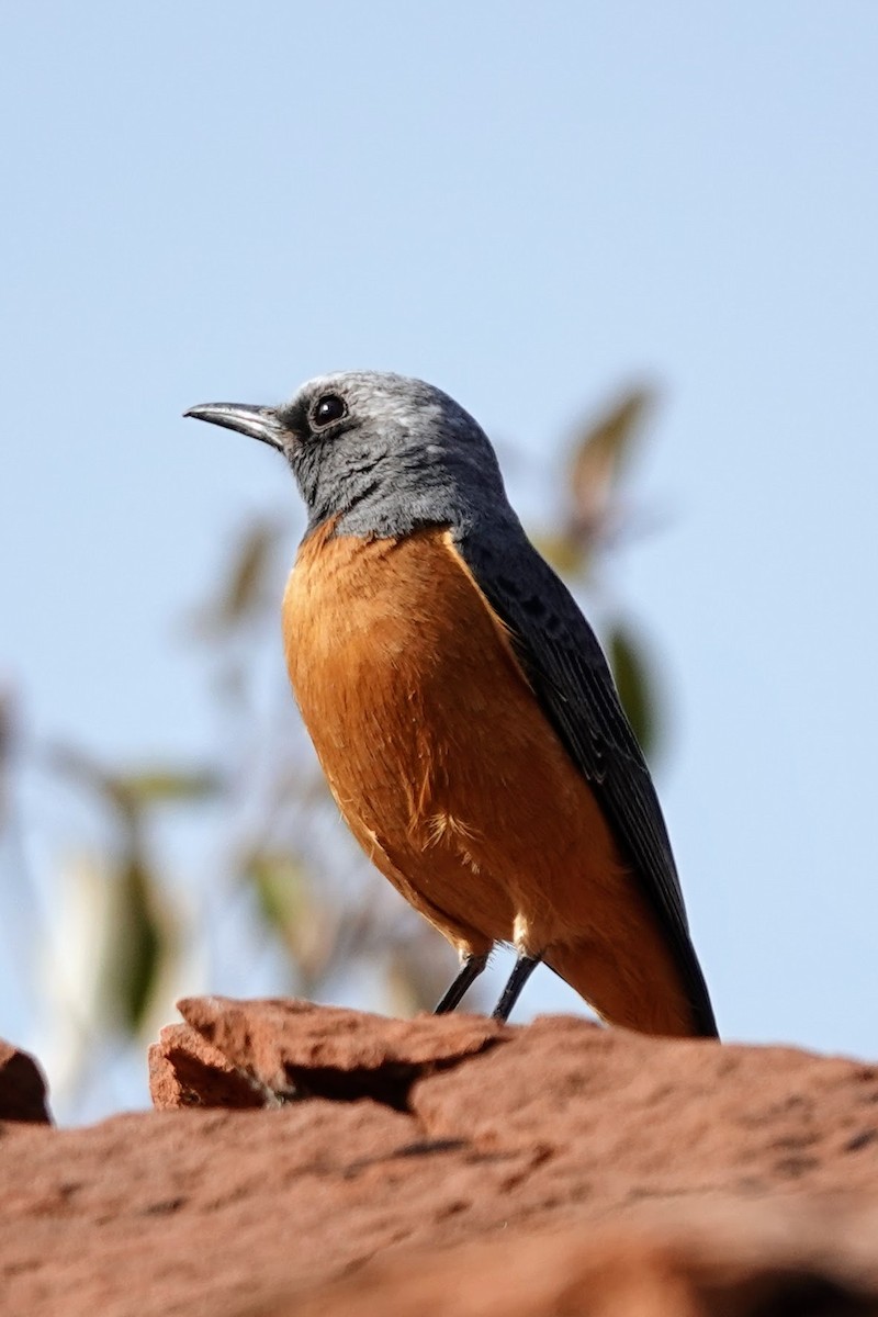 Short-toed Rock-Thrush - ML642963656
