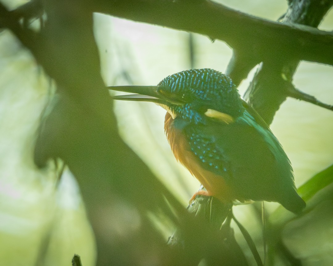 Blue-eared Kingfisher - ML642963661