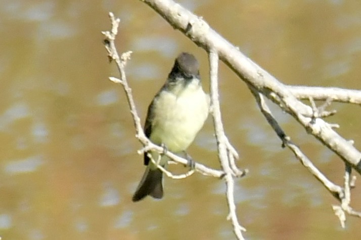 Eastern Phoebe - ML642963668
