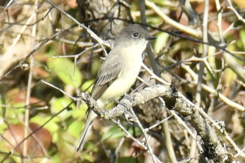 Eastern Phoebe - ML642963669