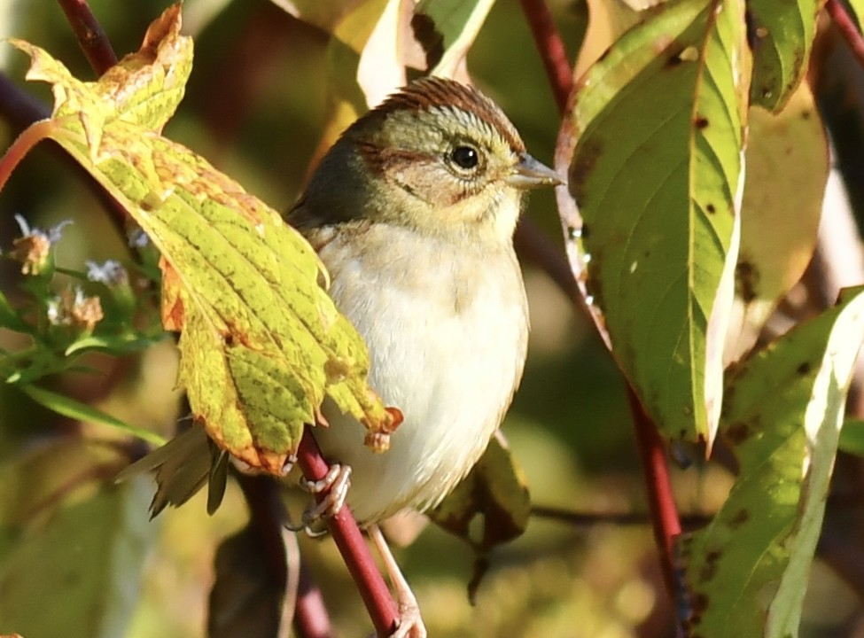 Swamp Sparrow - ML642963678