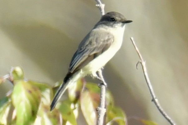 Eastern Phoebe - ML642963681