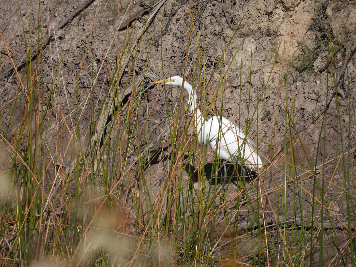 Great Egret - ML642963698