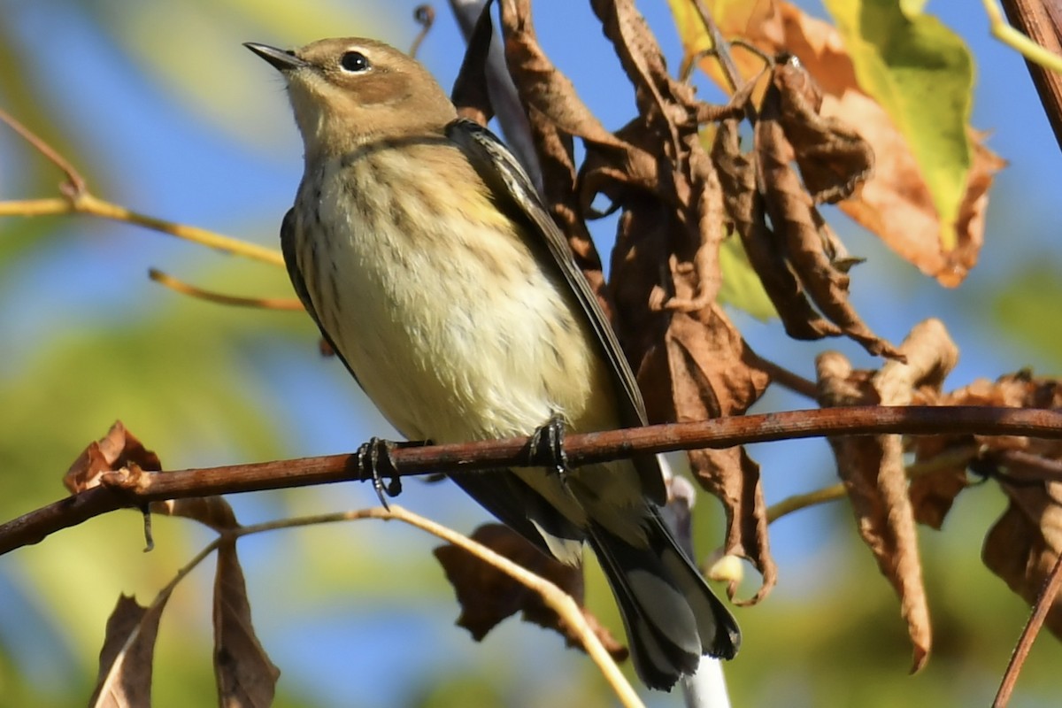 Yellow-rumped Warbler - ML642963700
