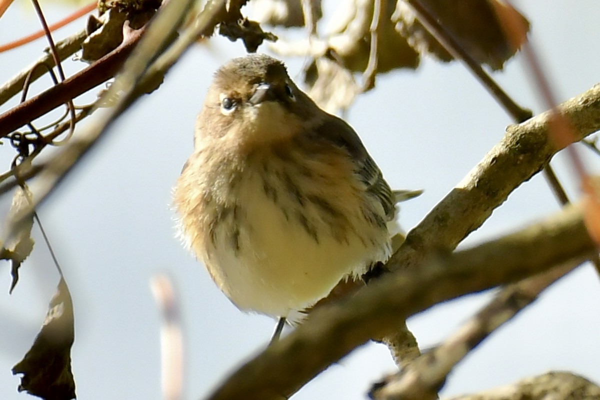Yellow-rumped Warbler - ML642963701