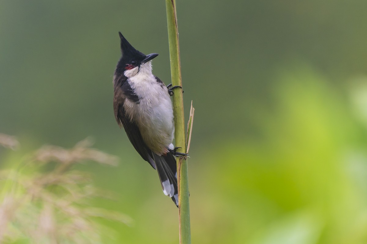 Bulbul orphée - ML642963705