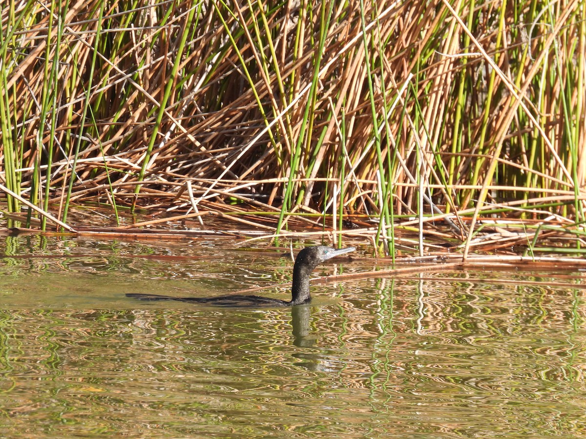 Little Black Cormorant - ML642963706