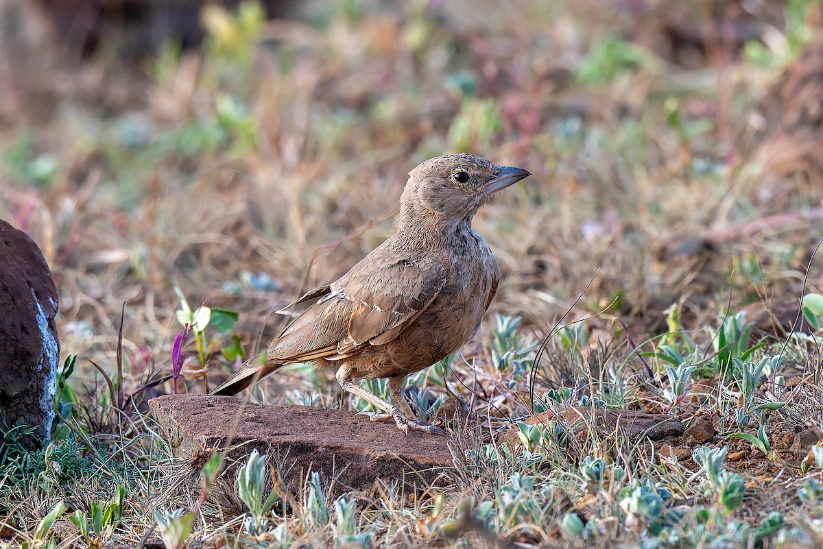 Rufous-tailed Lark - ML642963711