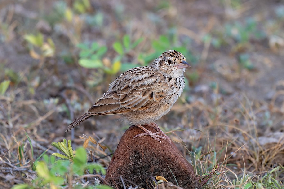 Indian Bushlark - ML642963724