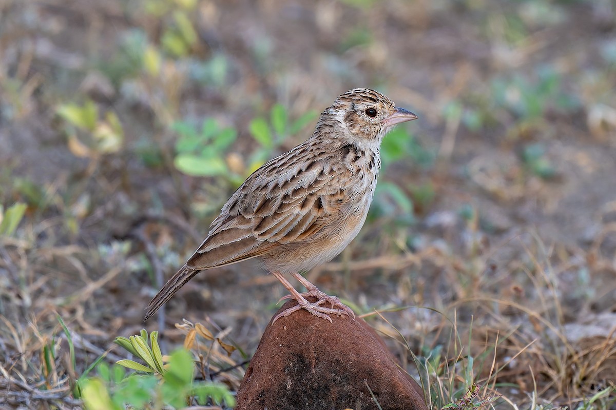 Indian Bushlark - ML642963727