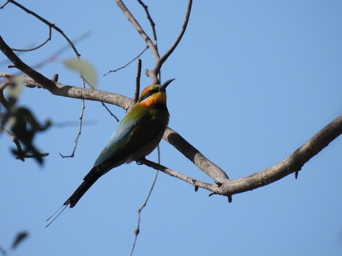 Rainbow Bee-eater - ML642963735