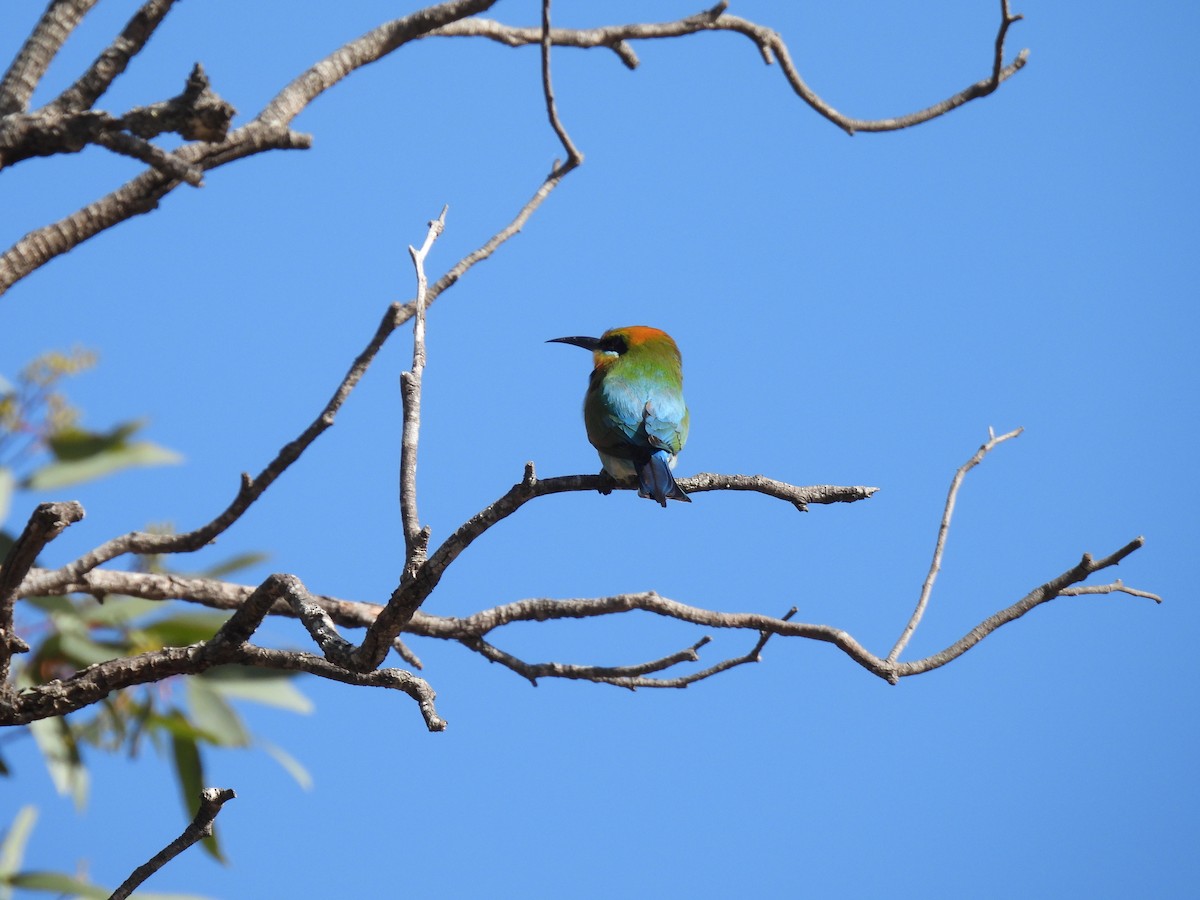 Rainbow Bee-eater - ML642963736