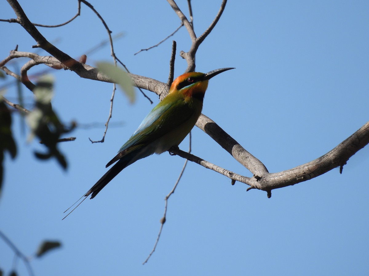 Rainbow Bee-eater - ML642963737