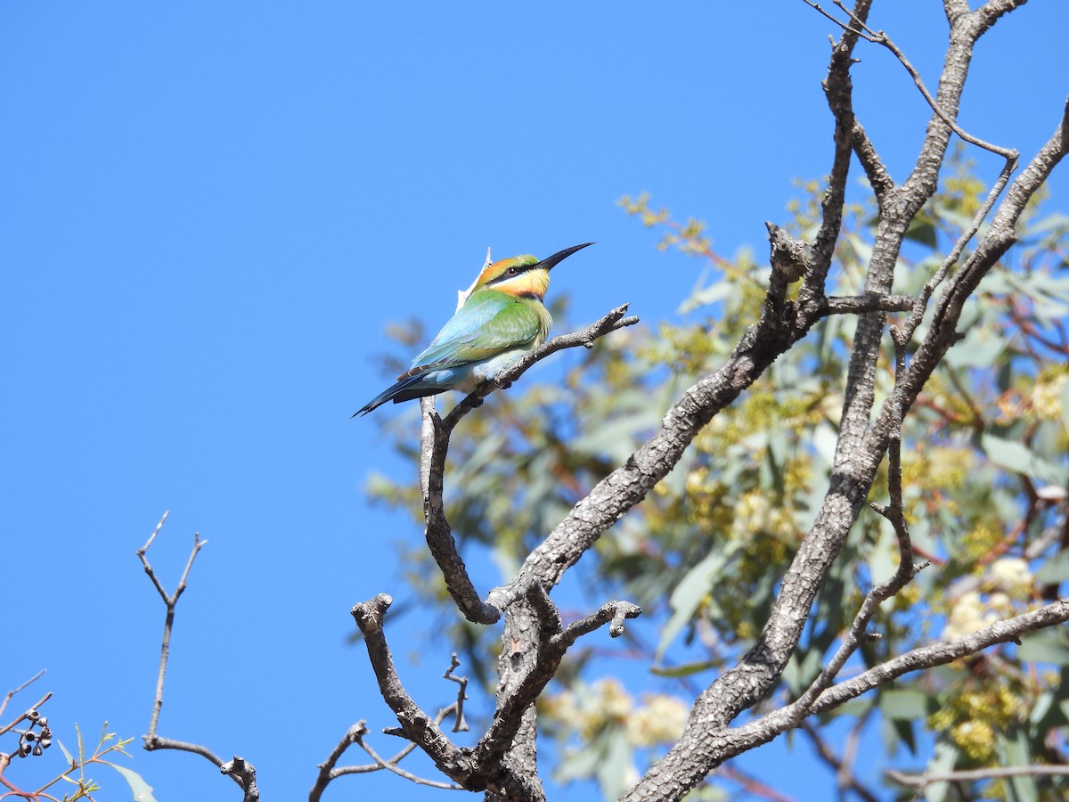 Rainbow Bee-eater - ML642963739