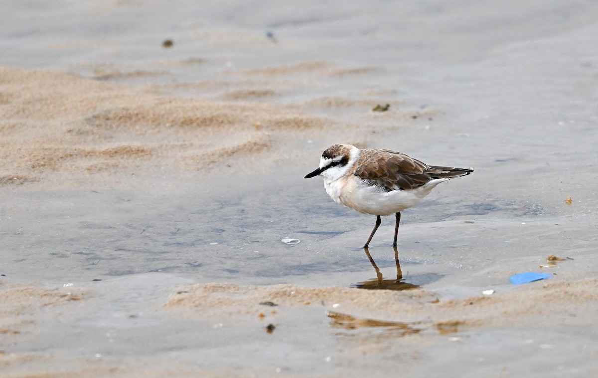 White-fronted Plover - ML642963757
