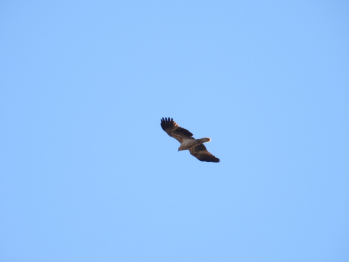 Whistling Kite - ML642963758