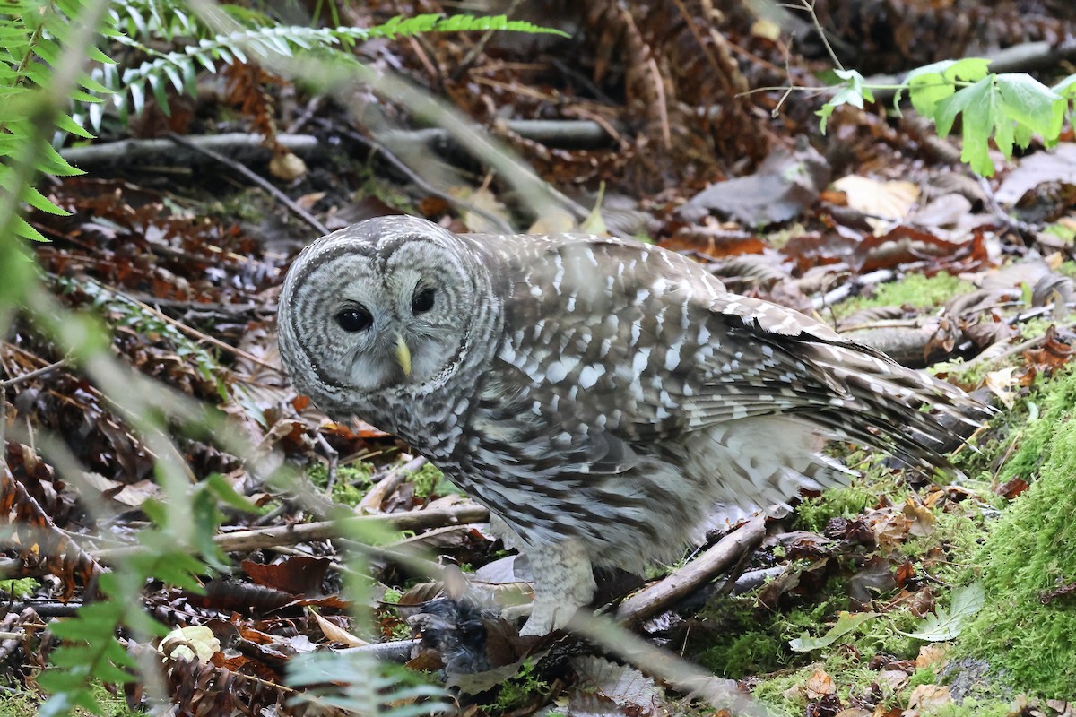 Barred Owl - ML642963794