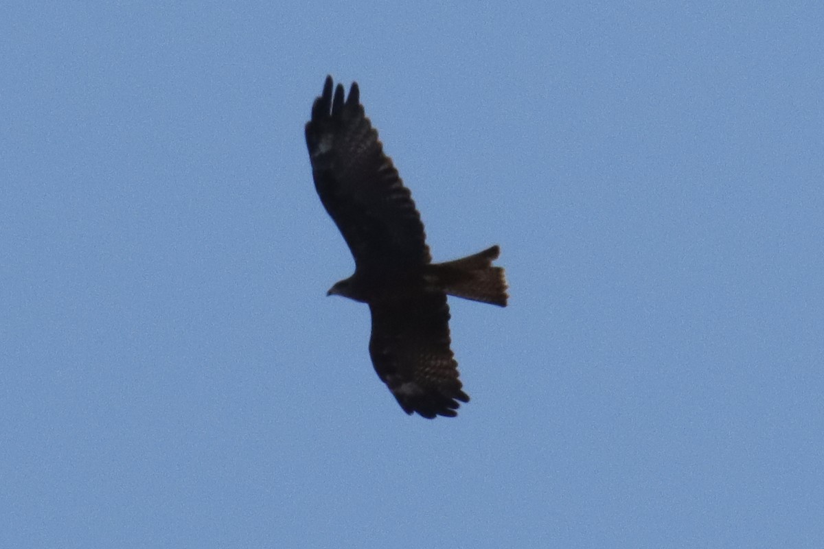 Black Kite - ML642963797