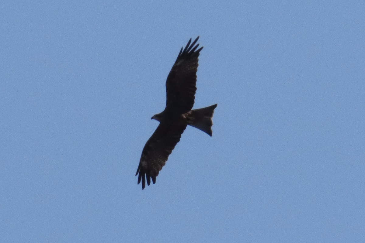 Black Kite - ML642963804