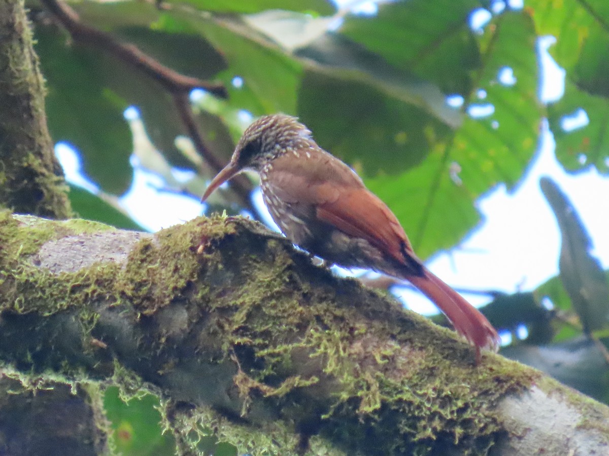 Streak-headed Woodcreeper - ML642963805