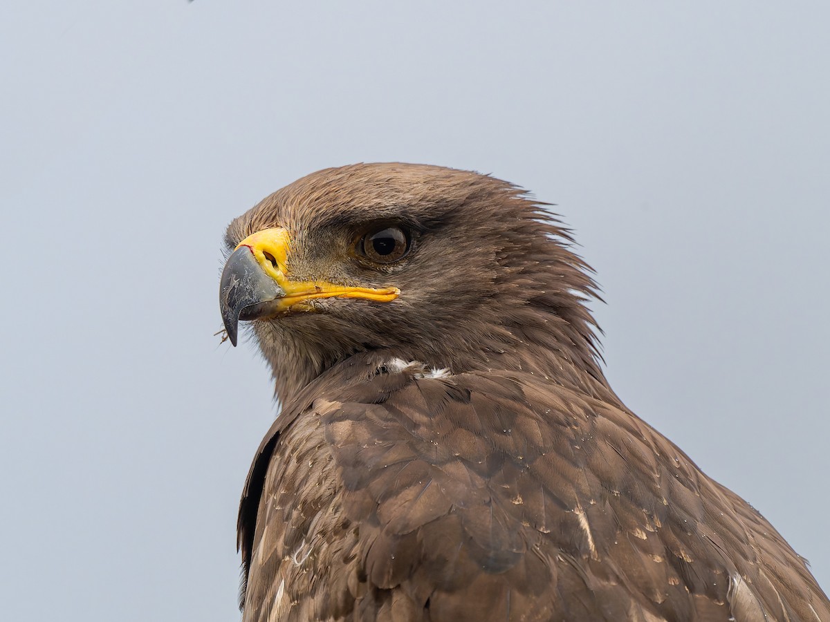 Tawny Eagle - ML642963820