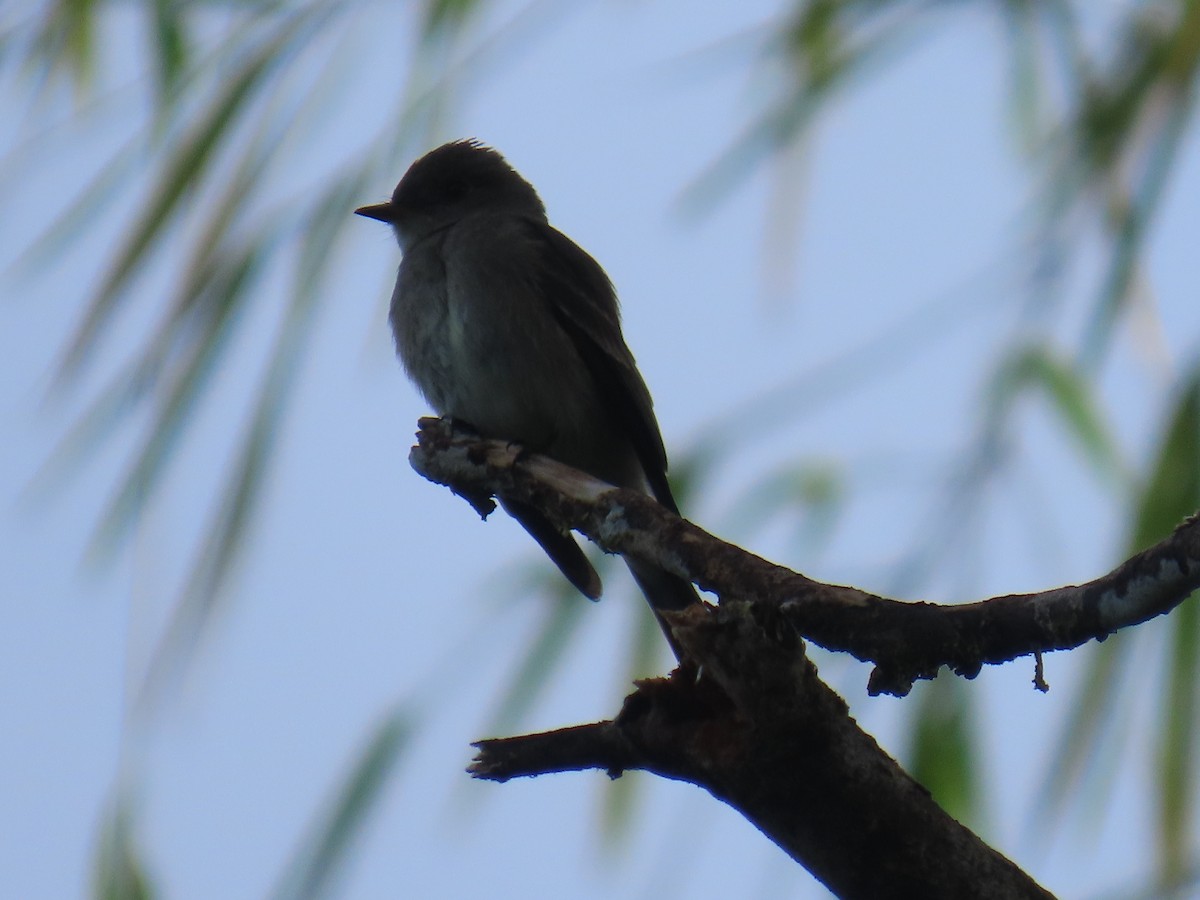 Western/Eastern Wood-Pewee - ML642963826