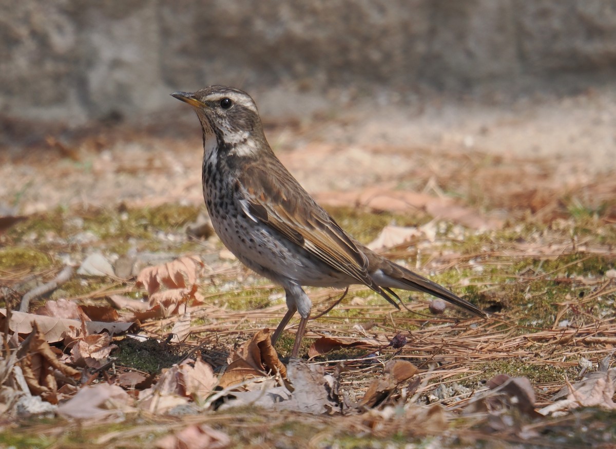 Dusky Thrush - ML642963827