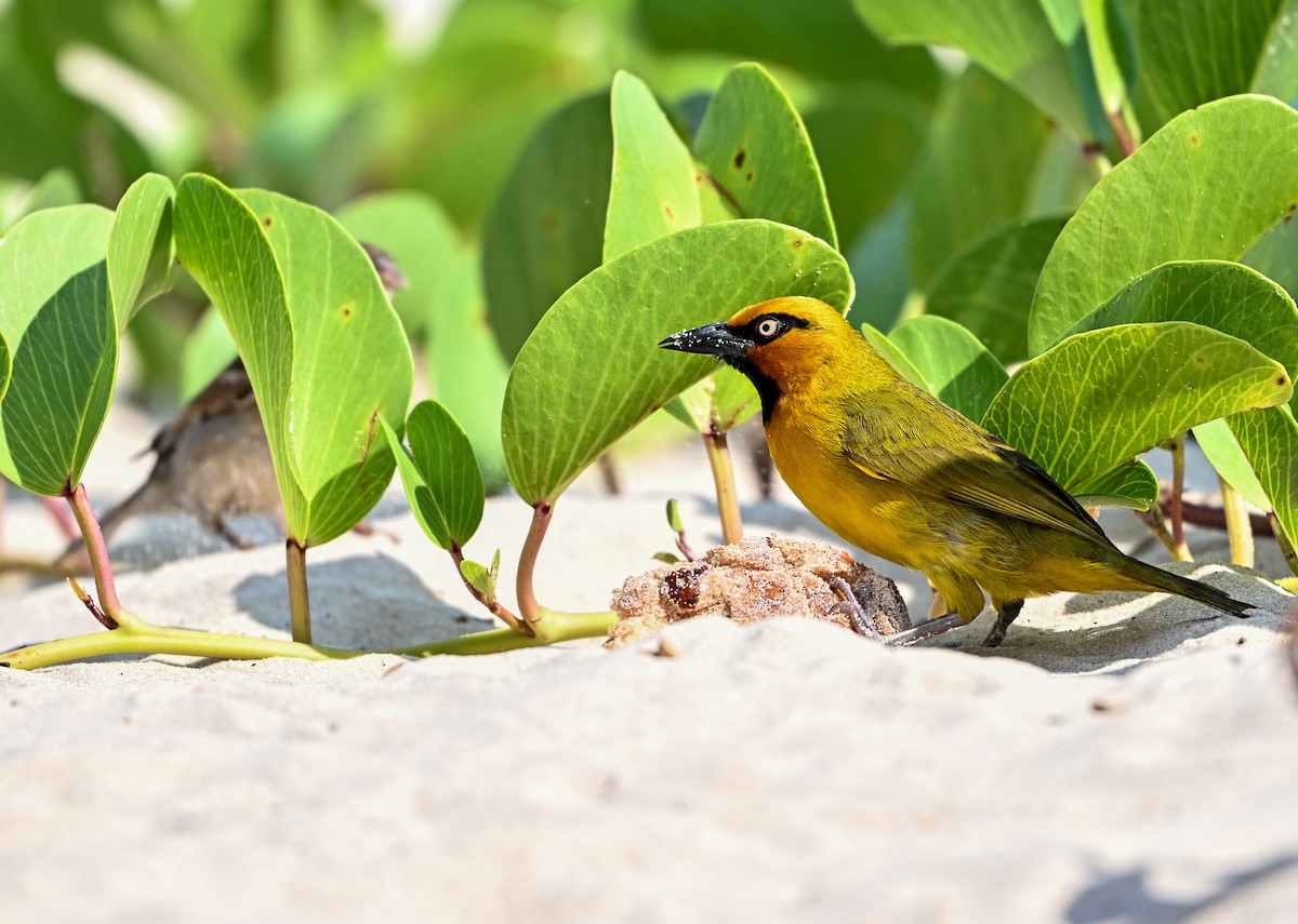 Spectacled Weaver - ML642963862