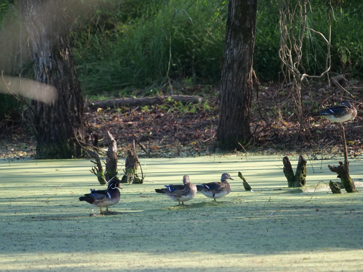 Wood Duck - ML642963874
