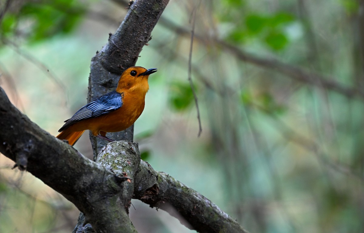 Red-capped Robin-Chat - ML642963884