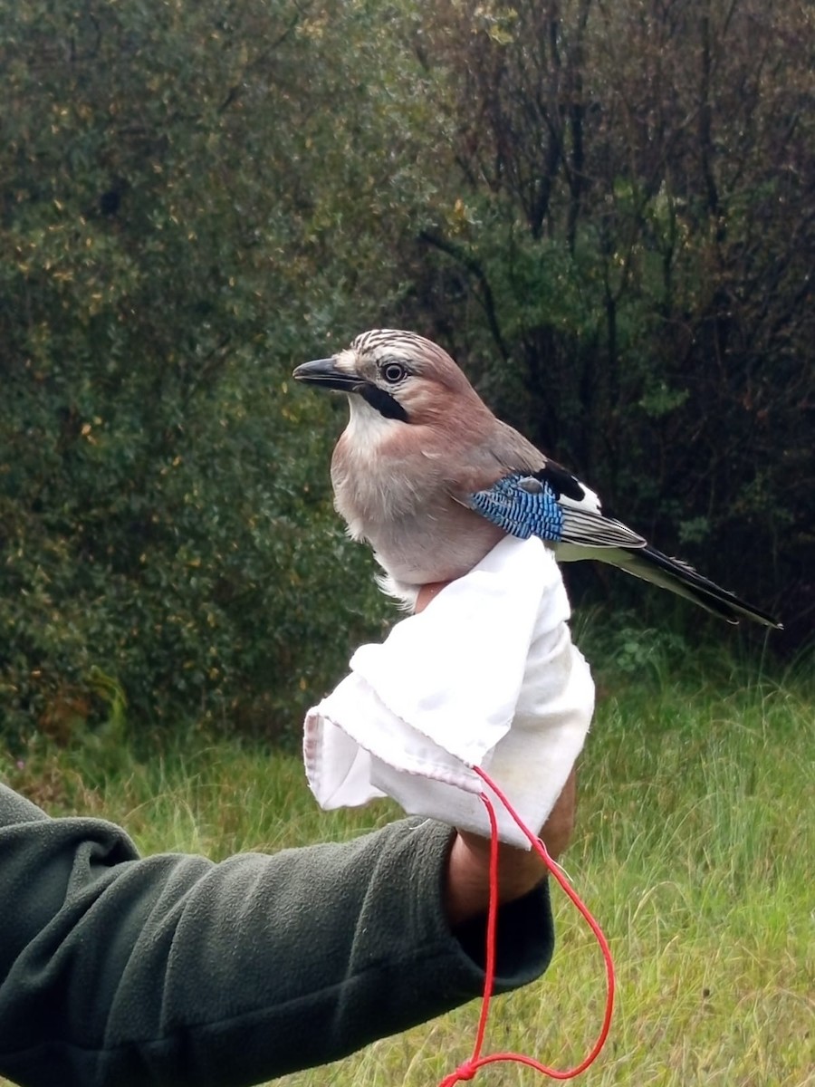 Eurasian Jay - ML642963902