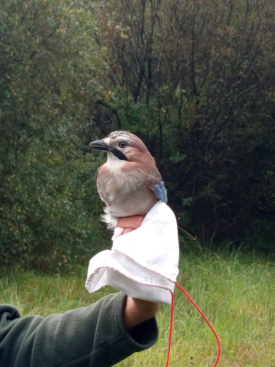 Eurasian Jay - ML642963903