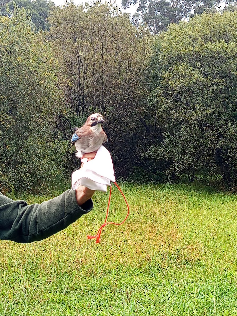 Eurasian Jay - ML642963909
