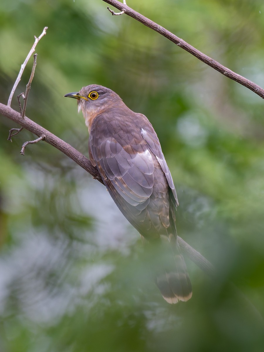 Common Hawk-Cuckoo - ML642963916
