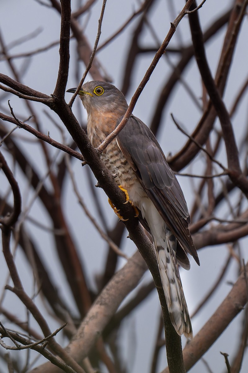 Common Hawk-Cuckoo - ML642963920