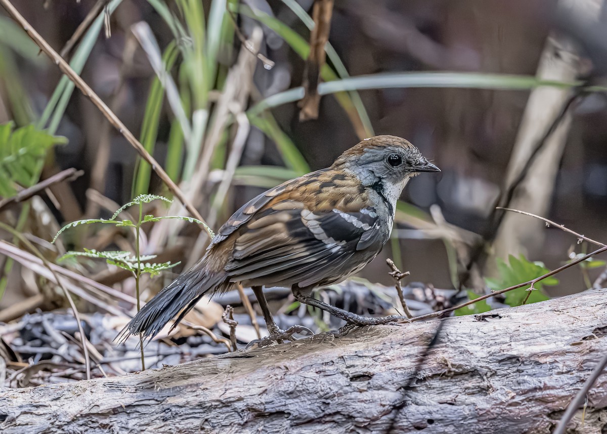 Australian Logrunner - ML642963924