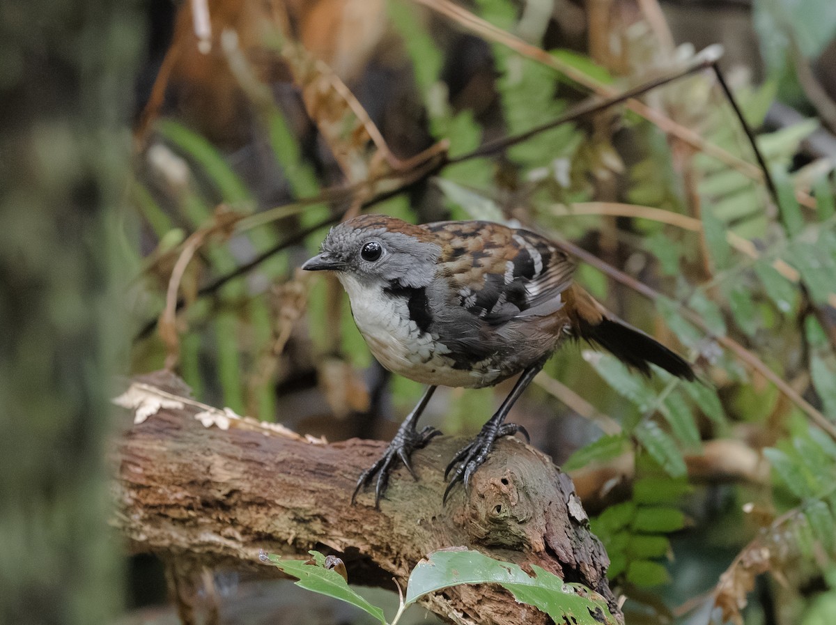 Australian Logrunner - ML642963925