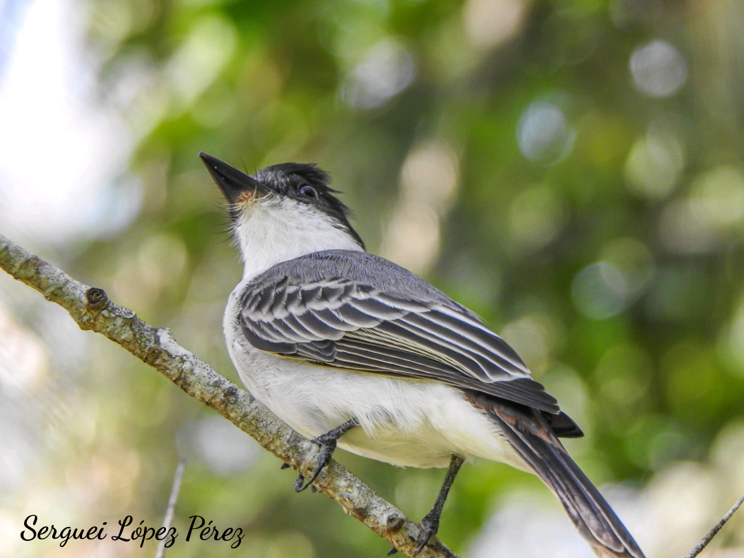 Loggerhead Kingbird - ML642963926