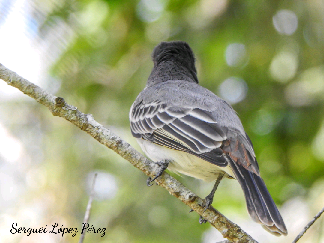 Loggerhead Kingbird - ML642963927