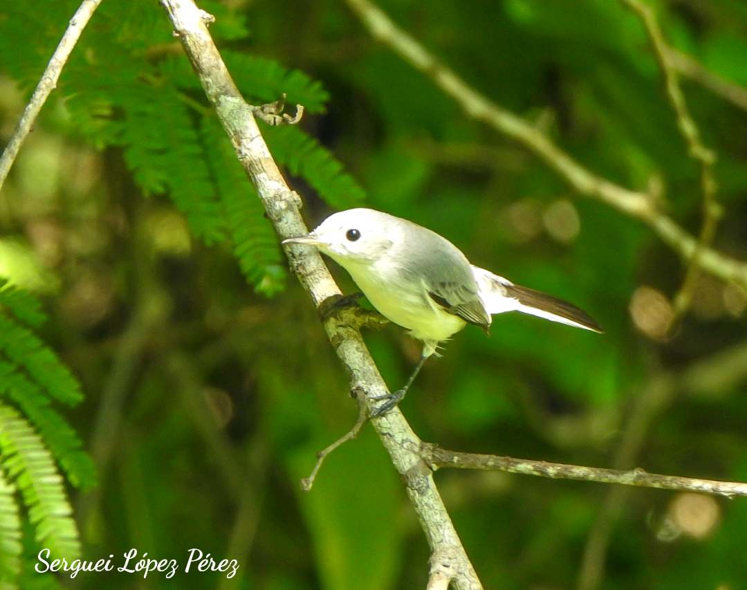 Blue-gray Gnatcatcher - ML642963929