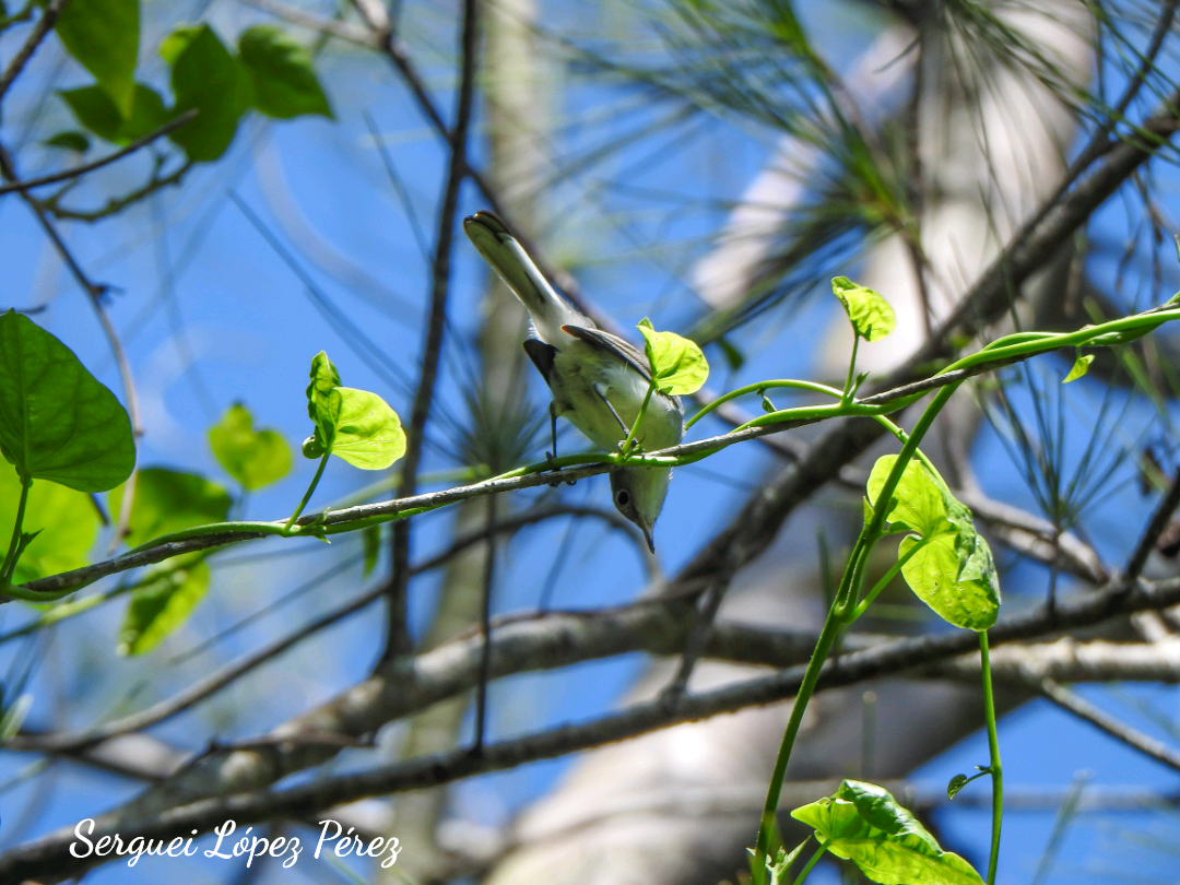 Blue-gray Gnatcatcher - ML642963932
