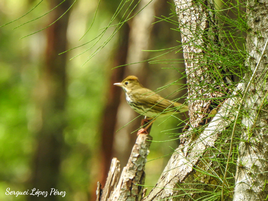 Ovenbird - ML642963940