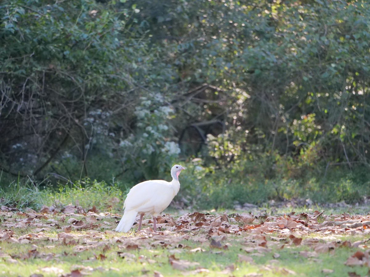 Wild Turkey - ML642963946