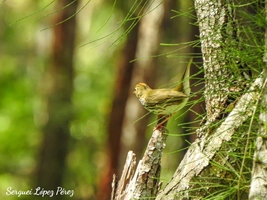 Ovenbird - ML642963947