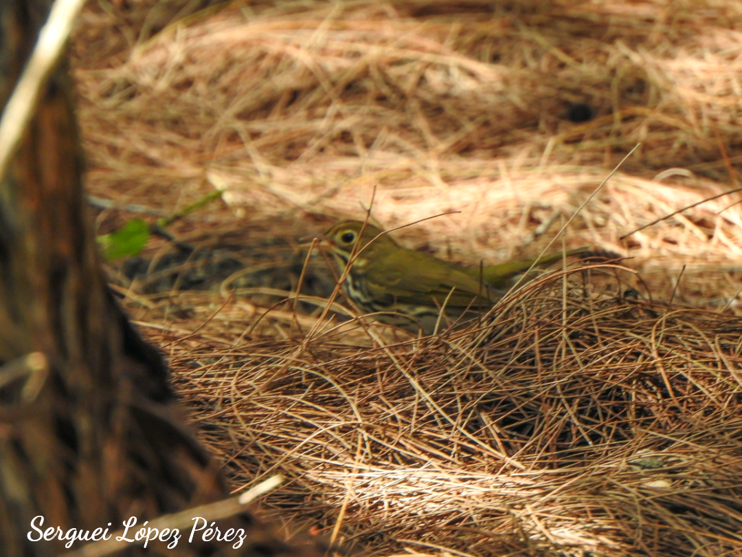 Ovenbird - ML642963951