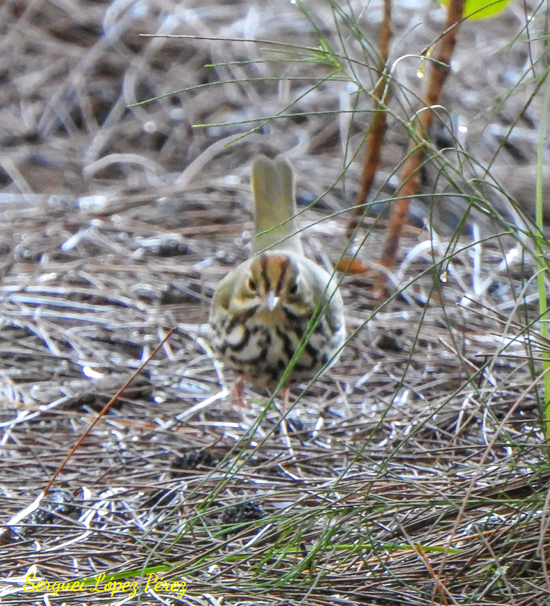 Ovenbird - ML642963959